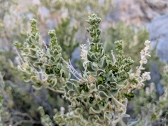 Mortonia utahensis