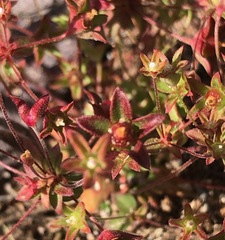 Androsace occidentalis