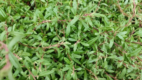 Marsh Saltbush (Atriplex paludosa)
