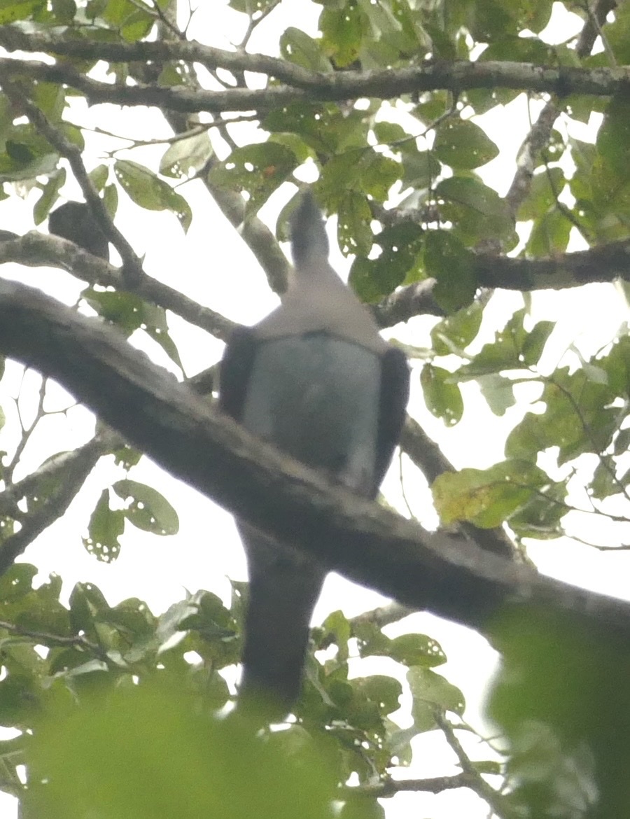 Zoe's Imperial Pigeon (Ducula zoeae), photo 9
