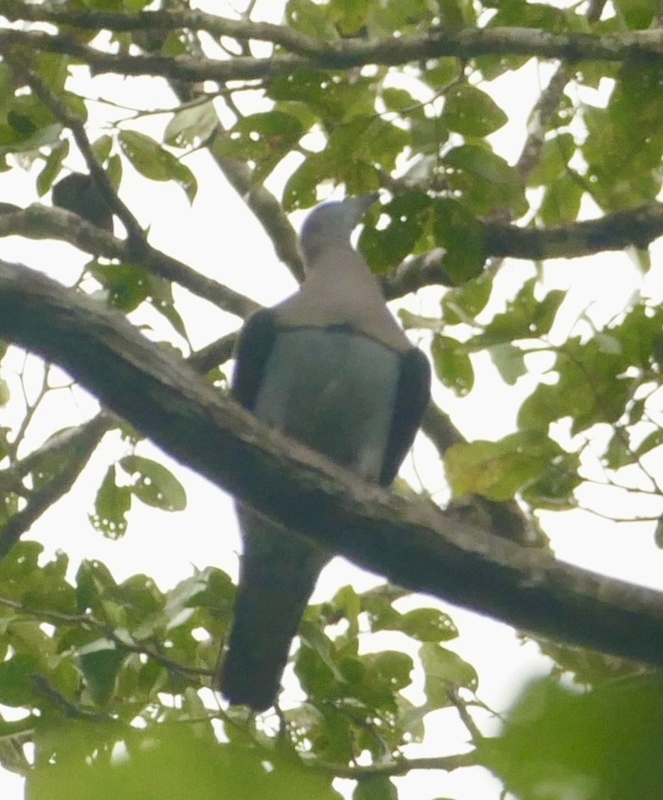 Zoe's Imperial Pigeon (Ducula zoeae), photo 8