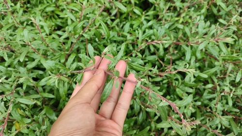 Image of Atriplex paludosa by (c) Josh, some rights reserved (CC BY)