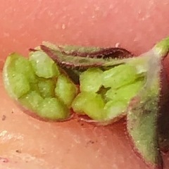 Androsace occidentalis