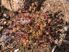 Androsace occidentalis