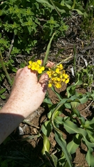 Erysimum franciscanum