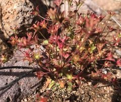 Androsace occidentalis