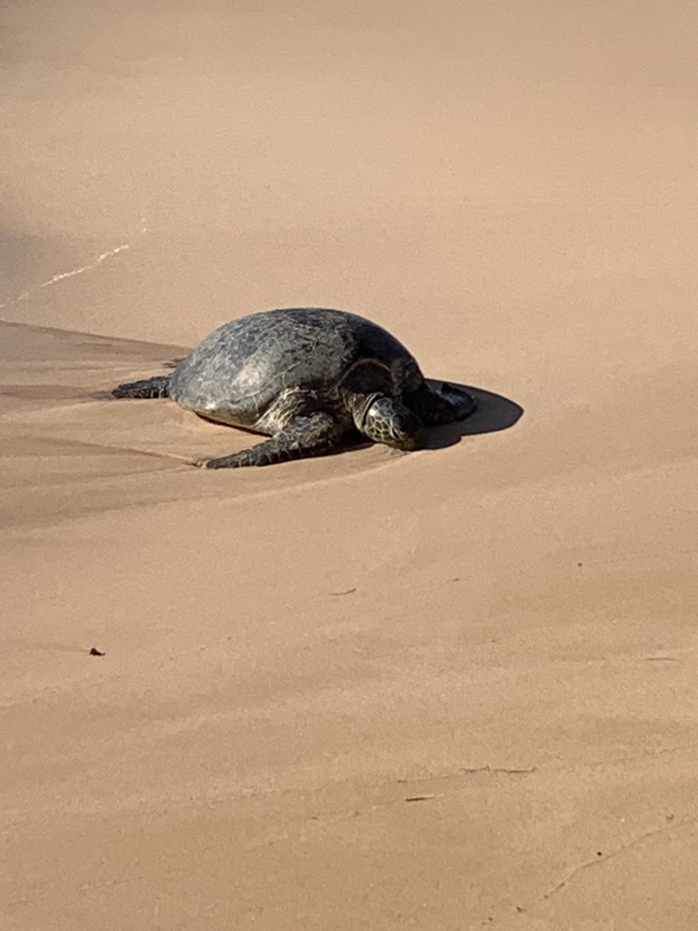 Green Sea Turtle In December 2023 By Viviroceania INaturalist   Large 