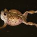Mexican Spadefoot - Photo (c) J. N. Stuart, some rights reserved (CC BY-NC-ND)