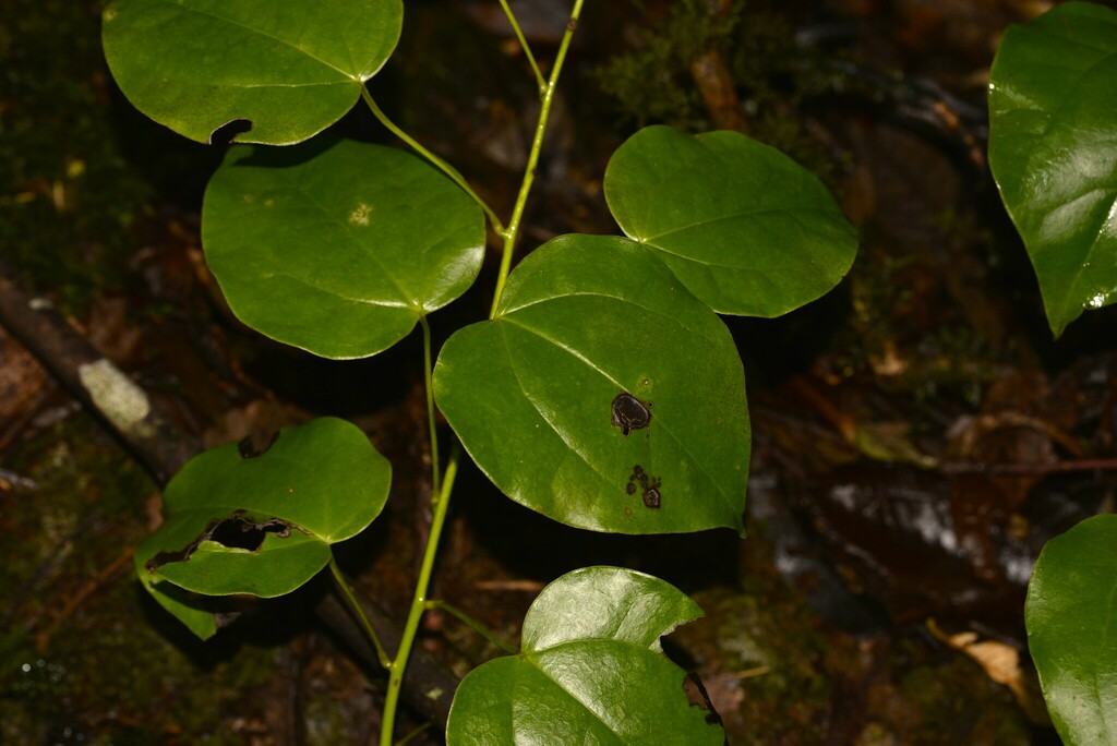 coast redberry vine