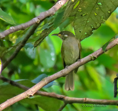 Puff-Backed Honeyeater photo 1