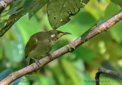 Puff-Backed Honeyeater photo 2