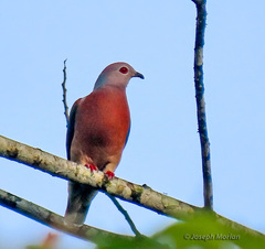 Purple-Tailed Imperial-Pigeon photo 2