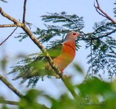 Purple-Tailed Imperial-Pigeon photo 3