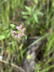 Plectritis ciliosa