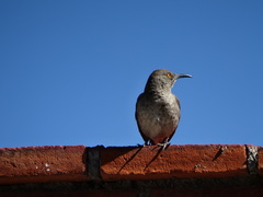 Toxostoma curvirostre