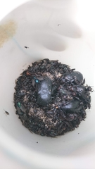 Nicrophorus concolor