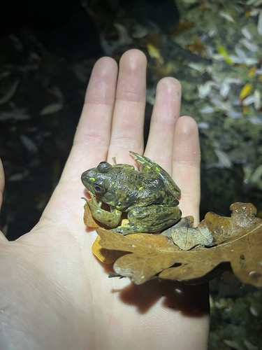 iNaturalist observation photo of American Bullfrog