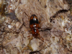Phymaphora pulchella