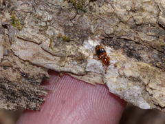 Phymaphora pulchella