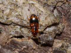 Phymaphora pulchella