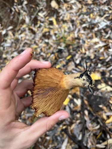 iNaturalist observation photo of Coppery Pax