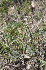 Lomatium piperi