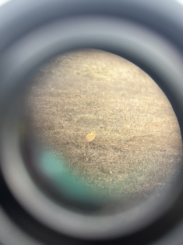 iNaturalist observation photo of California Ground Squirrel