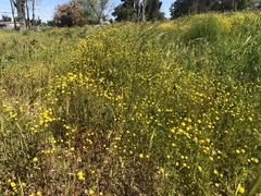 Oncosiphon pilulifer