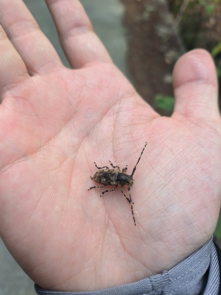 Brown-marmorated Longicorn Beetle from 上海市松江区车墩镇车墩 on December 3, 2023 ...