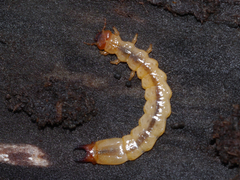 Dendroides canadensis