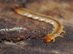Dendroides canadensis