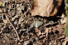 Trigrammia quadrinotaria