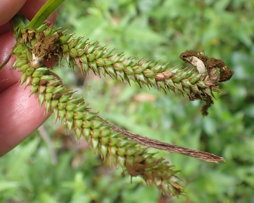 Carex aethiopica (Carex aethiopica)
