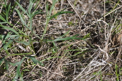 Lomatium piperi