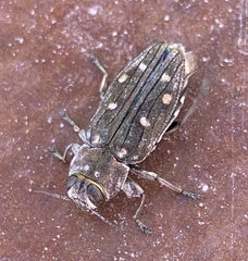 Chrysobothris octocola