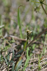Lomatium piperi