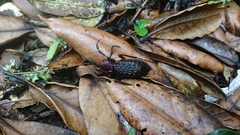 Carabus nankotaizanus