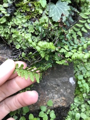 Asplenium vespertinum