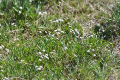 Lomatium piperi