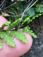 Asplenium vespertinum