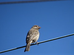 Haemorhous mexicanus