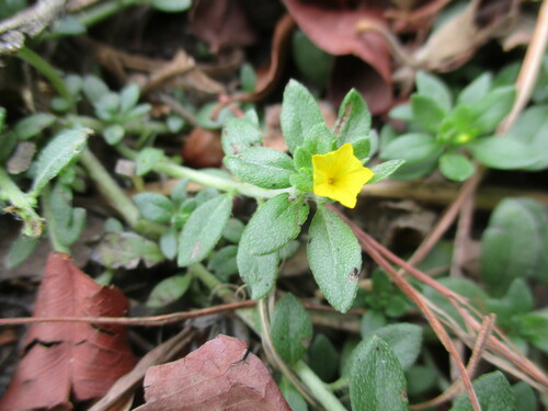 Euploca katangensis (Euploca katangensis)