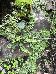 Asplenium vespertinum