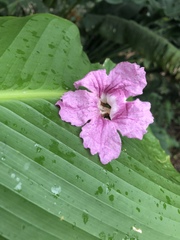 Ruellia simplex