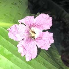 Ruellia simplex