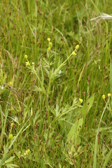 Ranunculus chinensis