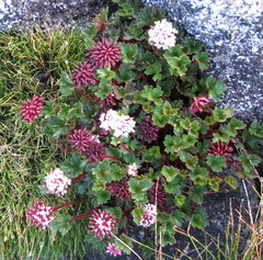 Trachymene saniculifolia