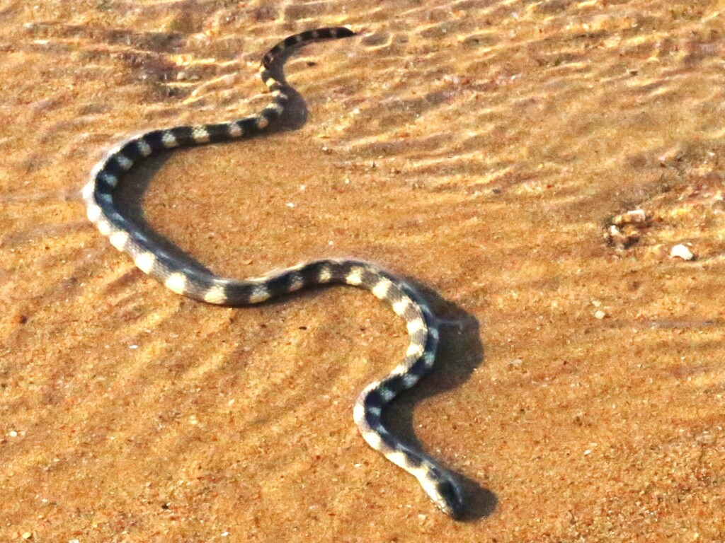 Northwestern Mangrove Sea Snakes