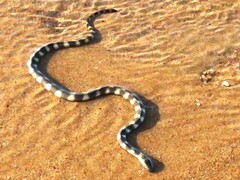 North-Western Mangrove Seasnake photo 2