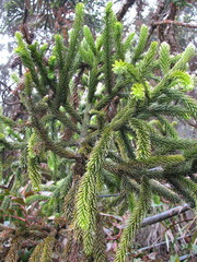 Dacrydium gibbsiae